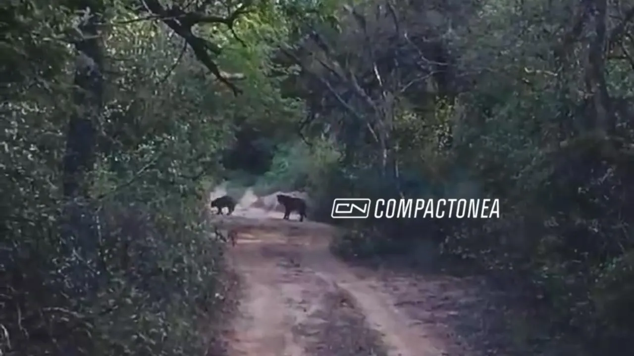 Avistaron a una pareja de yaguaretés en el Parque Nacional El Impenetrable