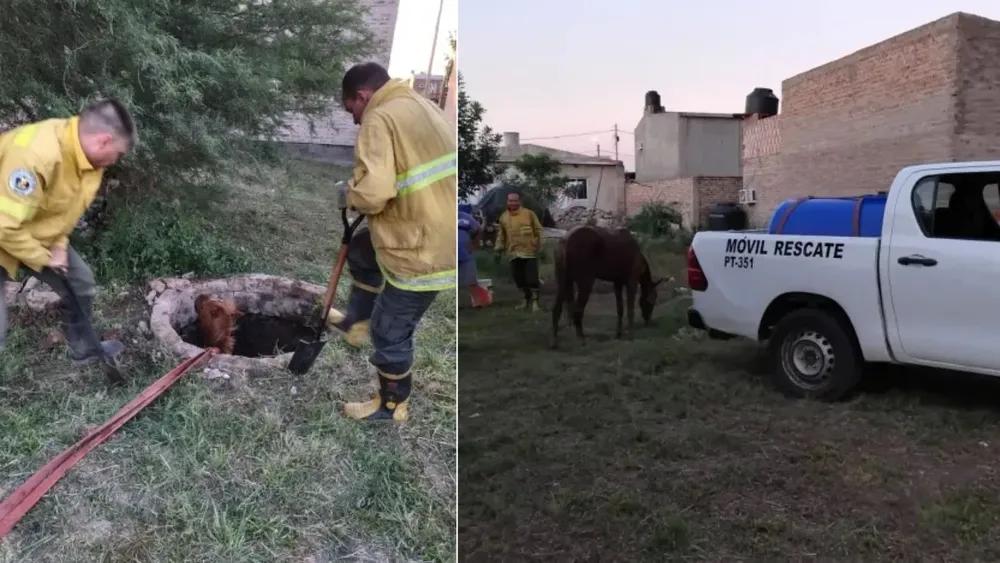 Recataron a un caballo que cayó a un pozo de tres metros