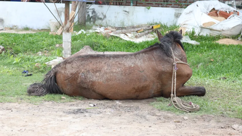 Rescataron otro caballo del maltrato animal