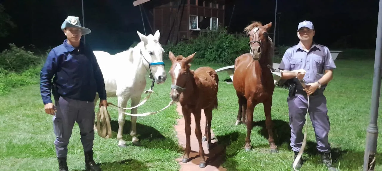 caballos