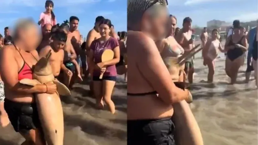 delfin muerto