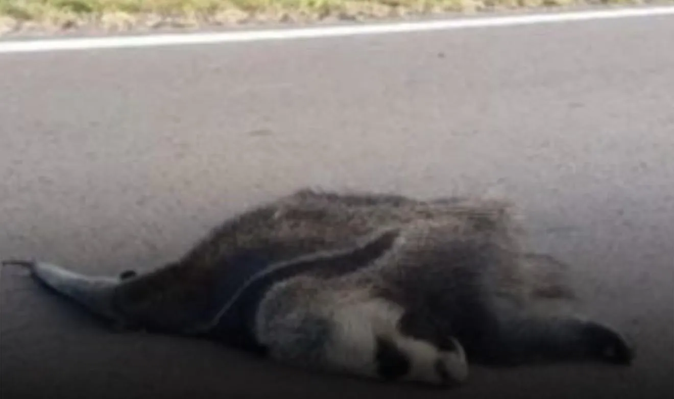 ncontraron muerto un oso hormiguero