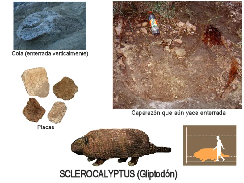 Referencias paleontológicas.