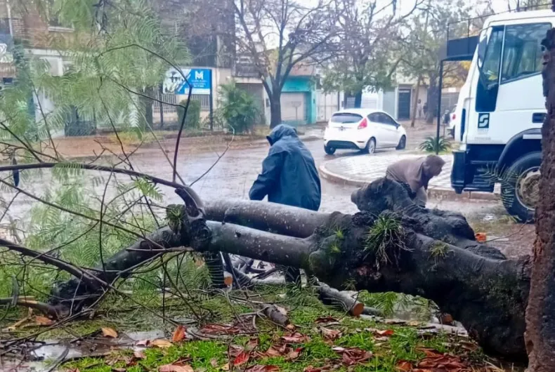 caida de arboles