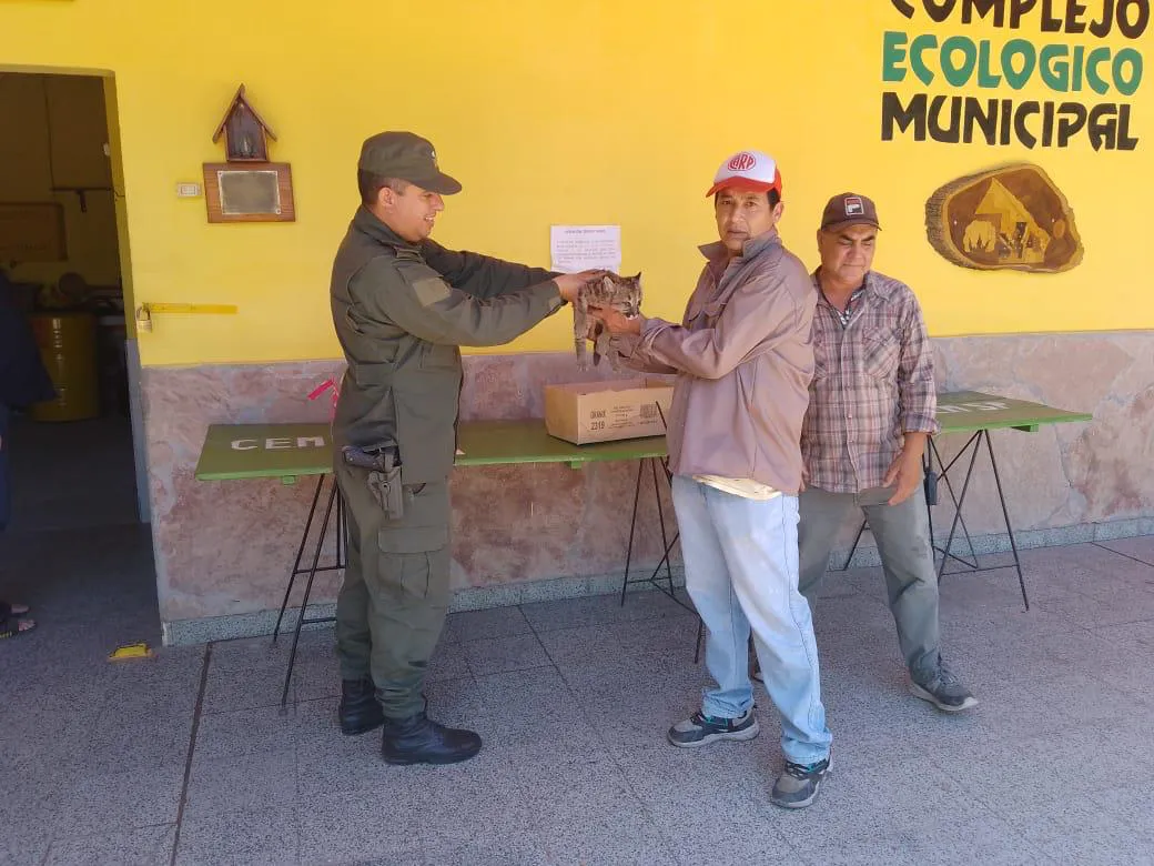 entregaron la cria de puma a fauna